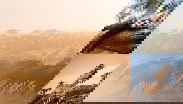 野生動物のフリー素材まとめ