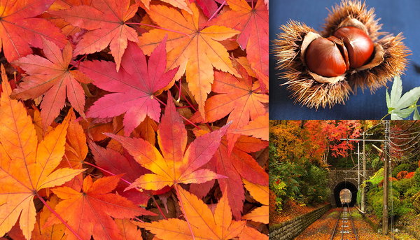 秋の写真素材まとめ｜紅葉や秋の味覚のフリー素材