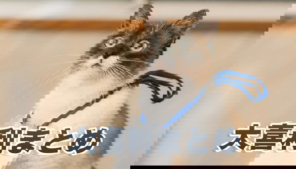 大喜利ネタのフリー素材まとめ