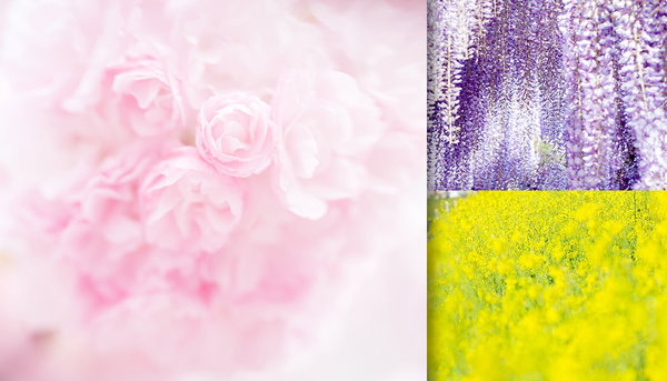 春の写真素材まとめ｜桜・菜の花のフリー素材