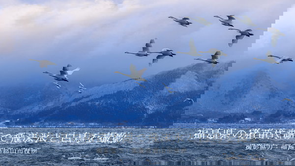 真冬の猪苗代湖で飛沫氷（しぶきごおり）と白鳥の写真素材を撮ってきました