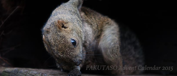 ぱくたそというWebサービスの開発と改善 