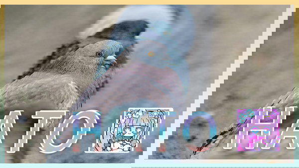 鳩好き！！！！の「まさかのさむかわ」さんの写真がフリー素材に！