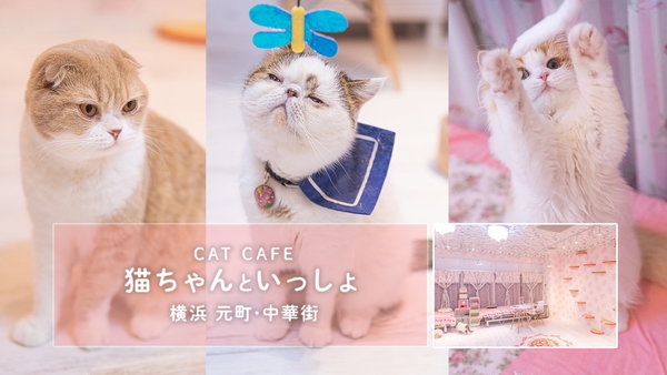 映える猫カフェ「猫ちゃんといっしょ」の癒やされる猫の写真素材を公開しました