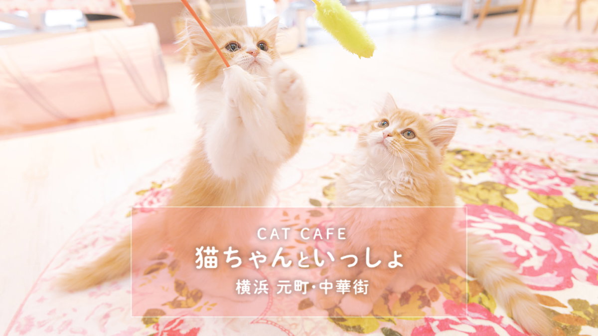 猫カフェの子猫に癒やされてきました