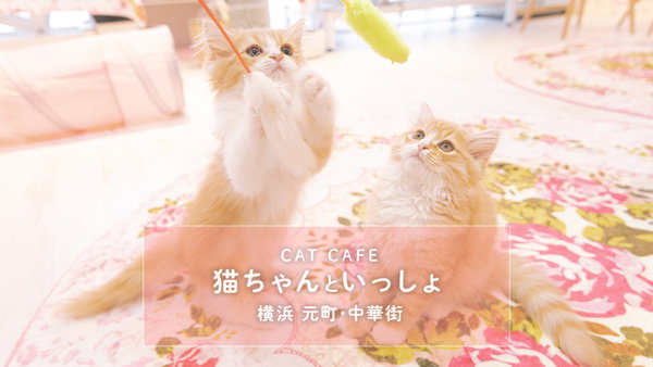 猫カフェの子猫に癒やされてきました