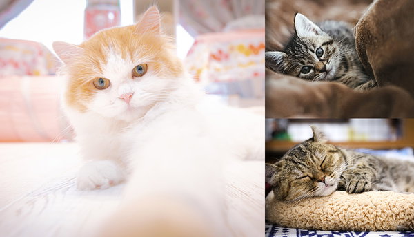 猫の写真をまとめたカテゴリ