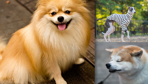 犬に関する写真