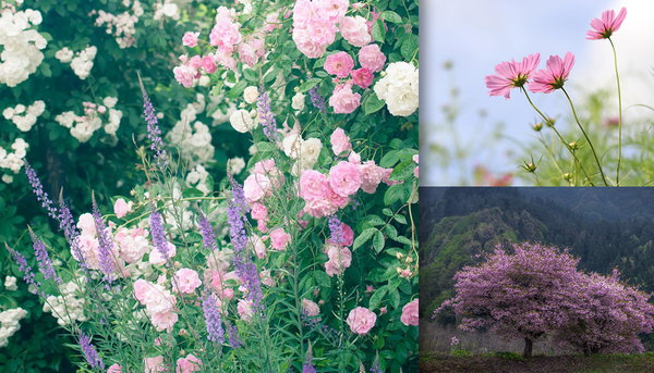 花の写真をまとめたカテゴリ