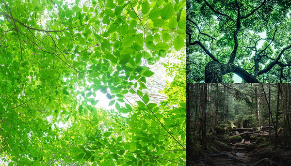森の写真をまとめたカテゴリ