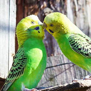 大喜利のまとめ