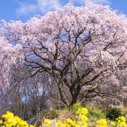 桜の写真をまとめたカテゴリ