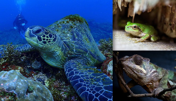 爬虫・両生類に関する写真