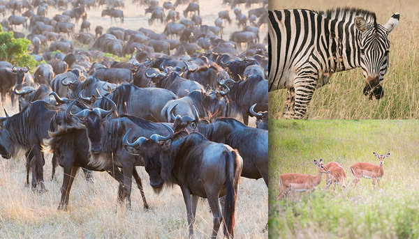 野生の動物に関する写真