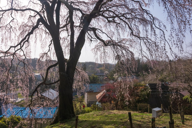 内出の桜から町を見回すの写真素材