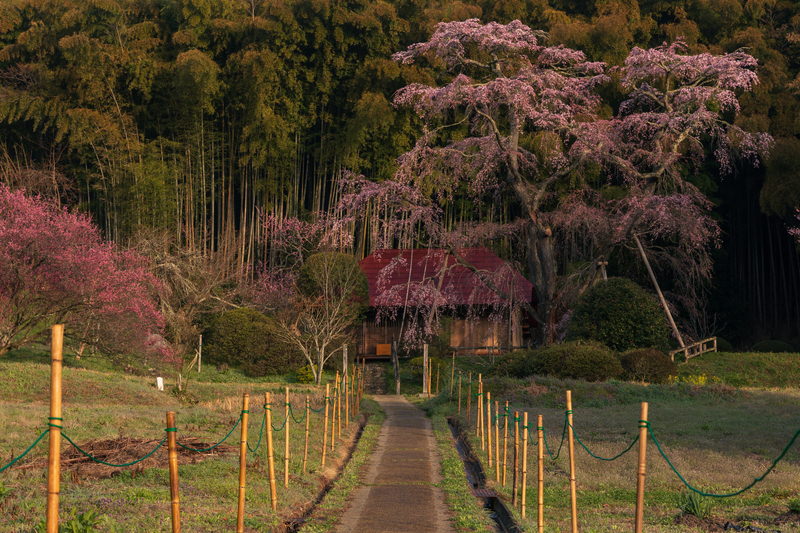 雪村桜前の一本道の写真素材