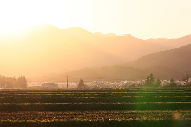 夕焼けと笹原川の千本桜の写真素材