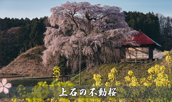 上石の不動桜
