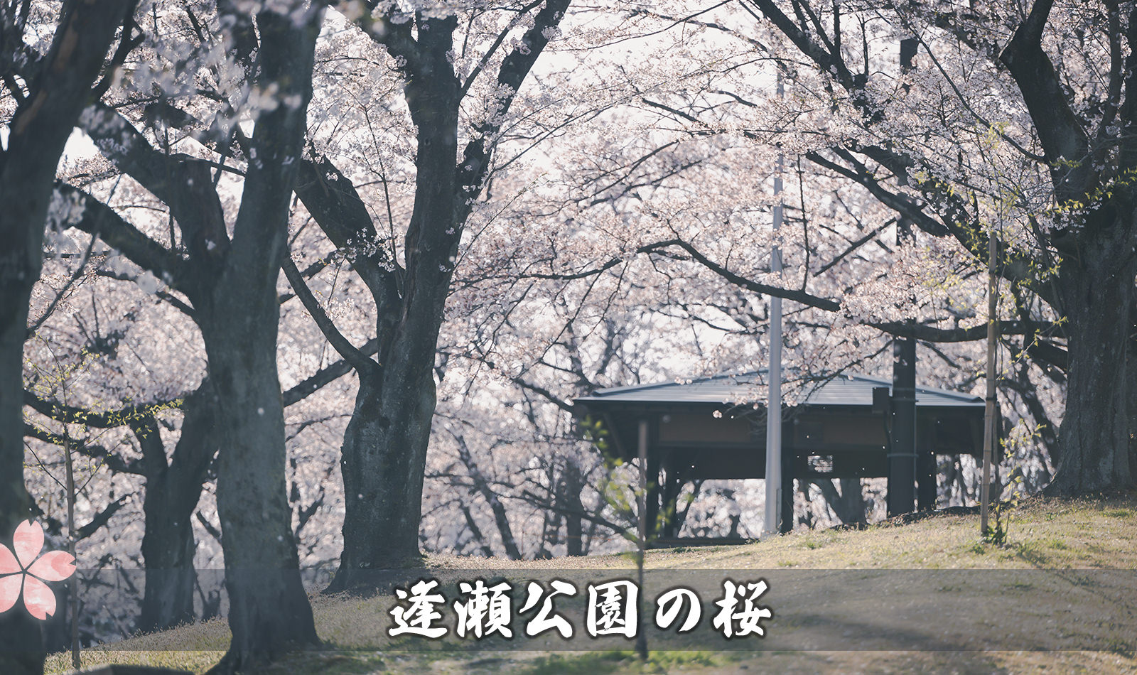 逢瀬公園の桜