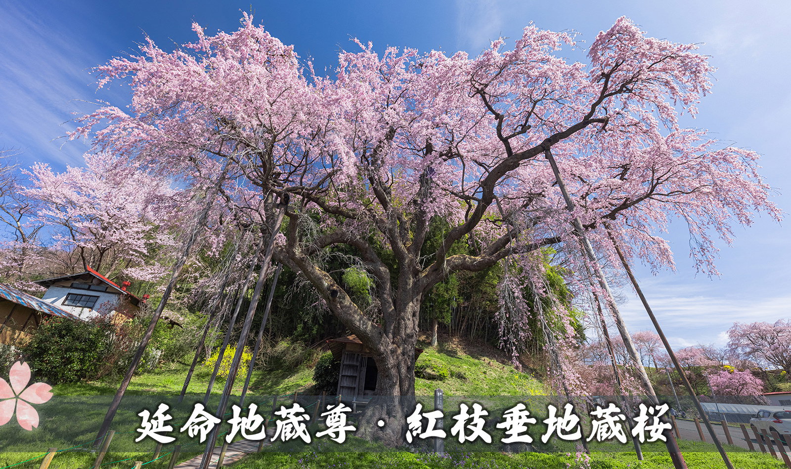 延命地蔵尊・紅枝垂地蔵桜