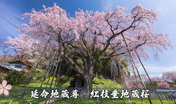 延命地蔵尊・紅枝垂地蔵桜