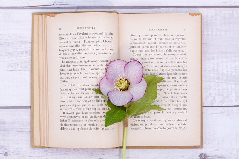 洋書の上に置かれたクリスマスローズの花の写真素材