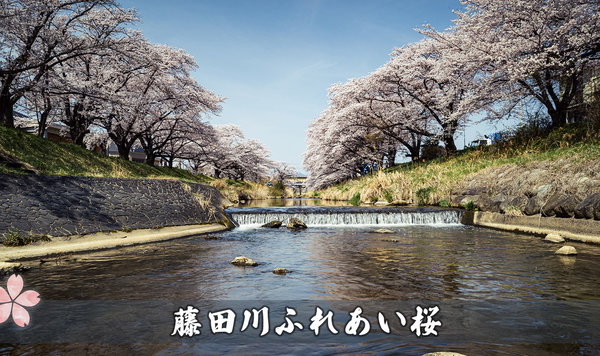 藤田川ふれあい桜
