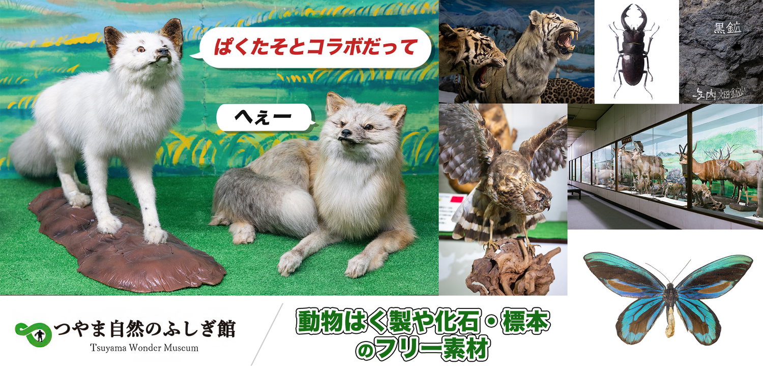 つやま自然のふしぎ館の動物はく製・化石・標本の写真素材