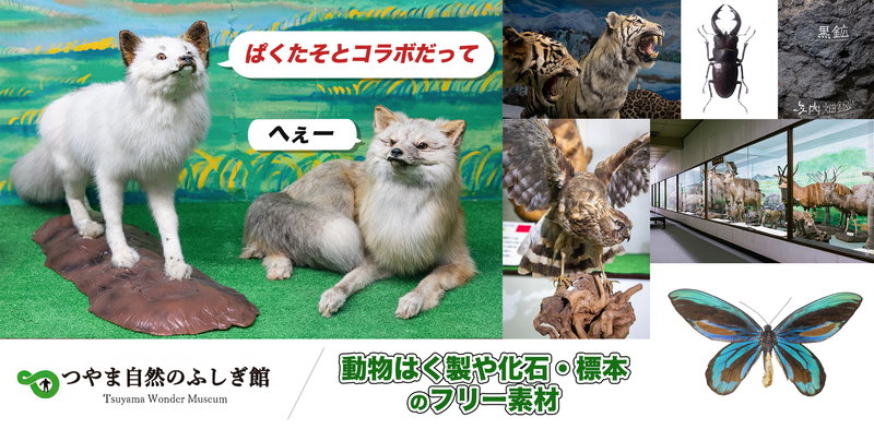 つやま自然のふしぎ館の動物はく製・化石・標本の写真素材