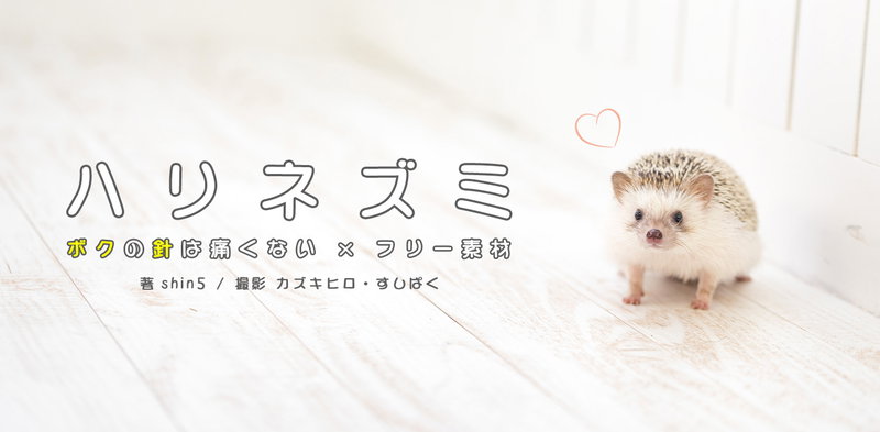 ボクの針は痛くない！ハリネズミ「ノエル」と「きなこ」の写真素材