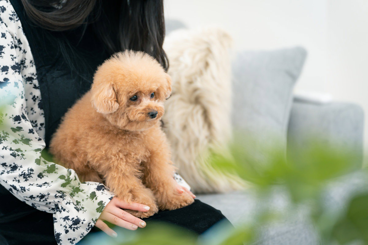 飼い主の膝の上でじっとするトイプードルの写真素材