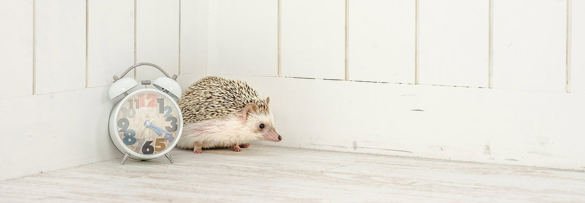 ぱくたそのこれまで