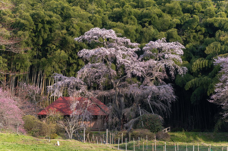 郡山市の雪村桜（せっそんさくら）の写真素材