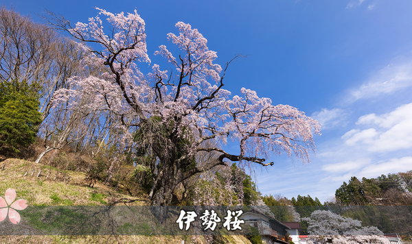 伊勢桜