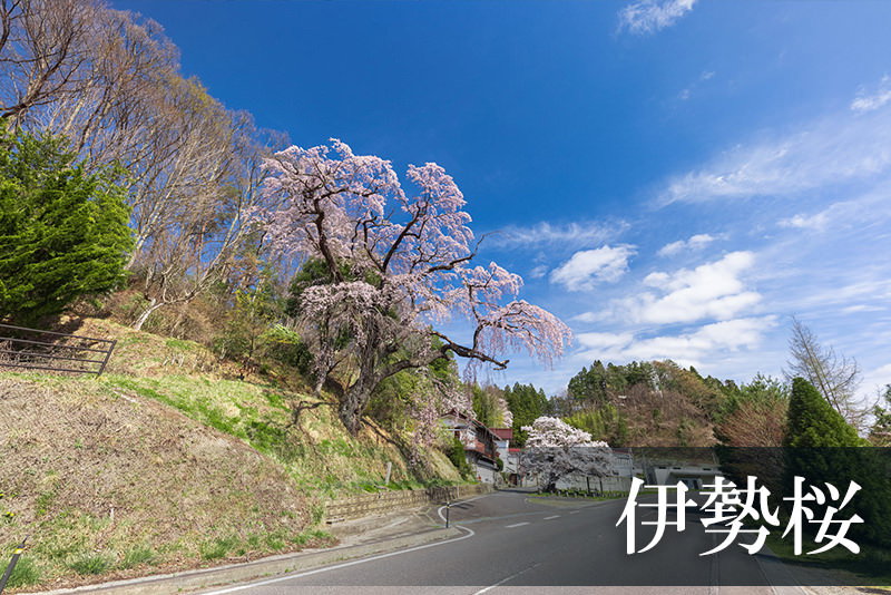伊勢桜