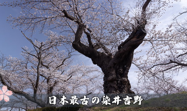 日本最古の染井吉野