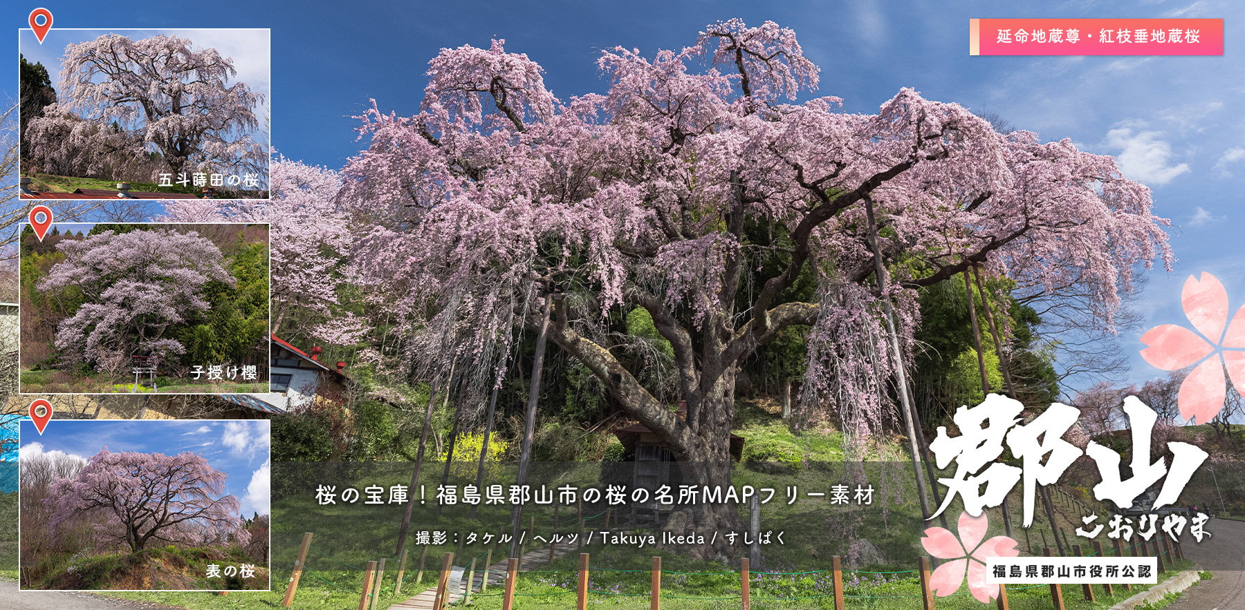 藤田川ふれあい桜並木の力強い太い幹と春の風情の写真素材 - フリー
