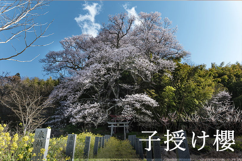 子授け櫻