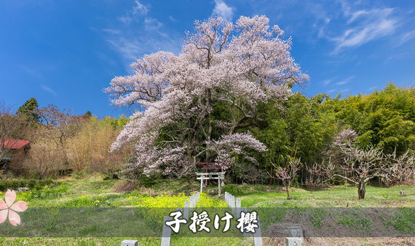 子授け櫻