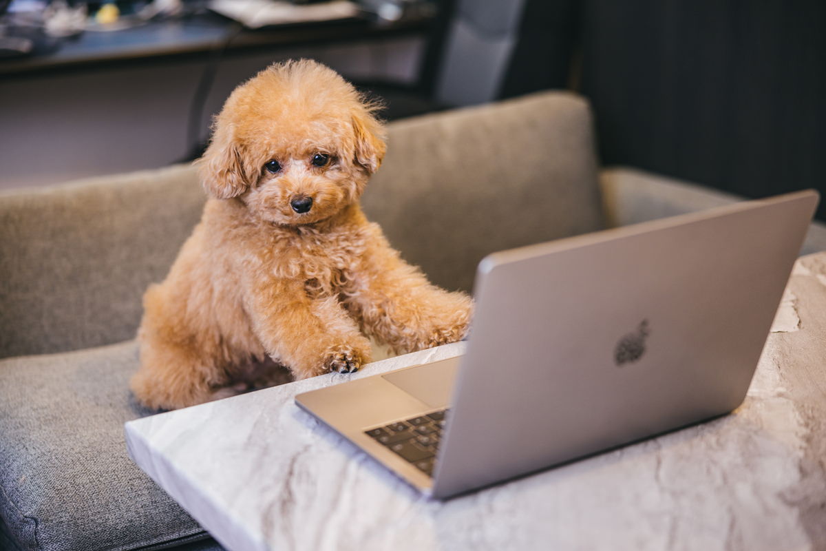 飼い主のMacbookに興味津々の写真素材