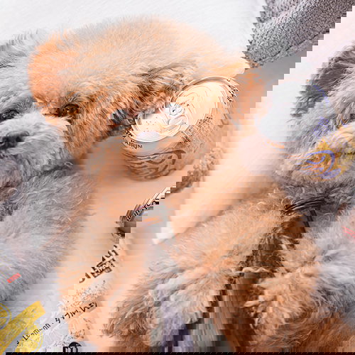 スーパーニートこてつ ♀