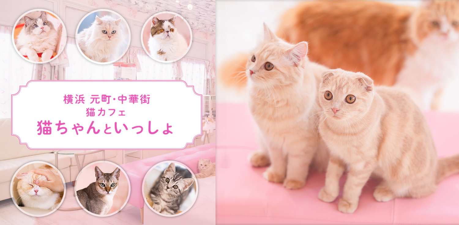 猫盛りだくさん！横浜の猫カフェ「猫ちゃんといっしょ」の写真素材