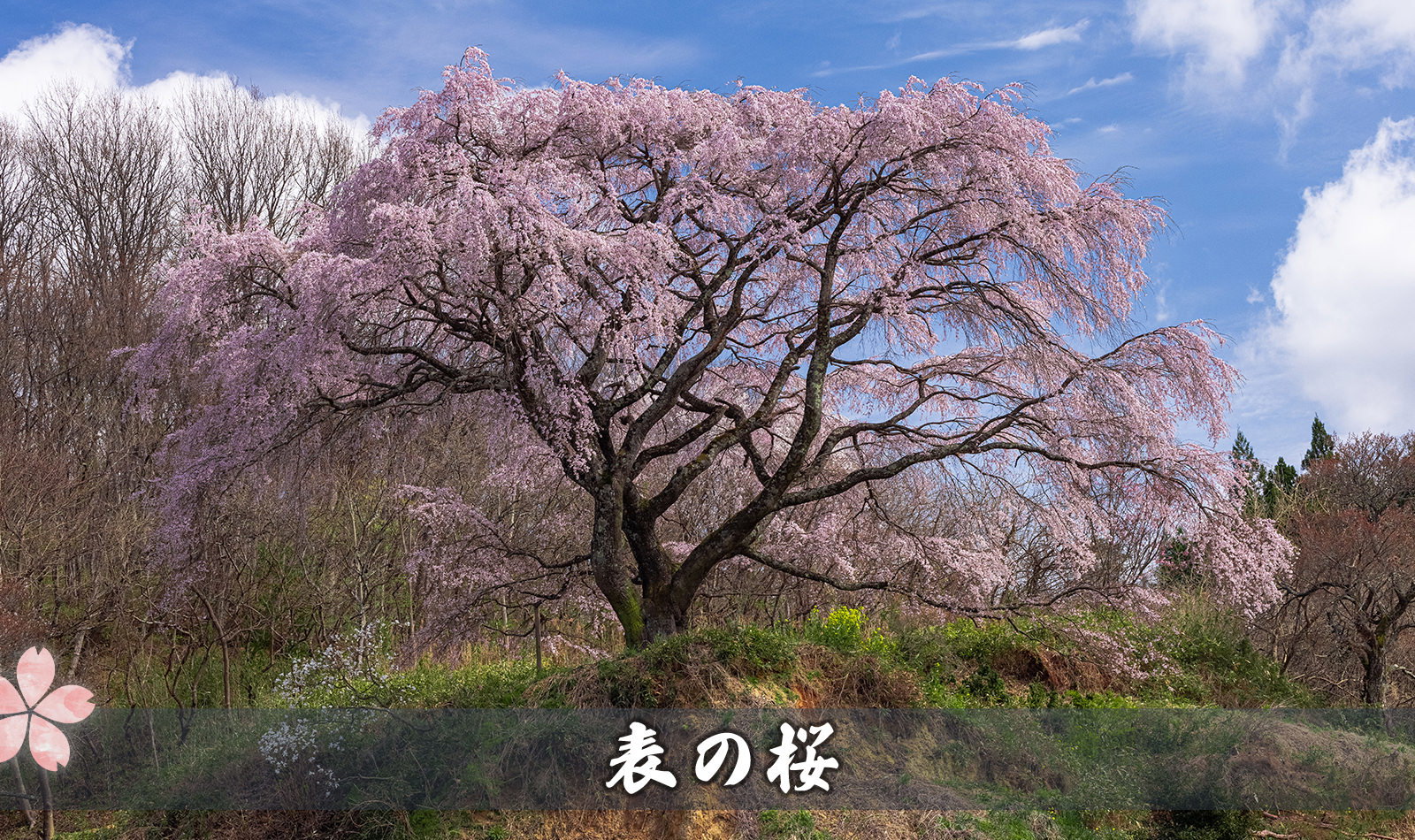 表の桜