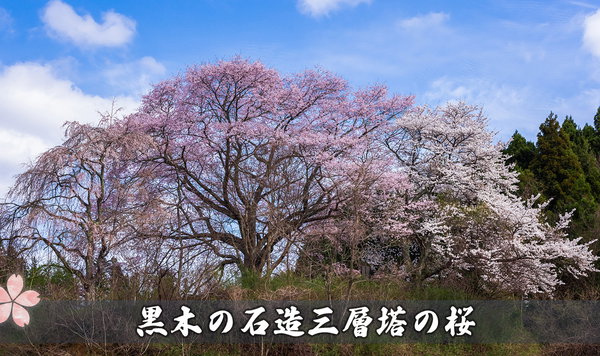 黒木石造り三層塔の桜