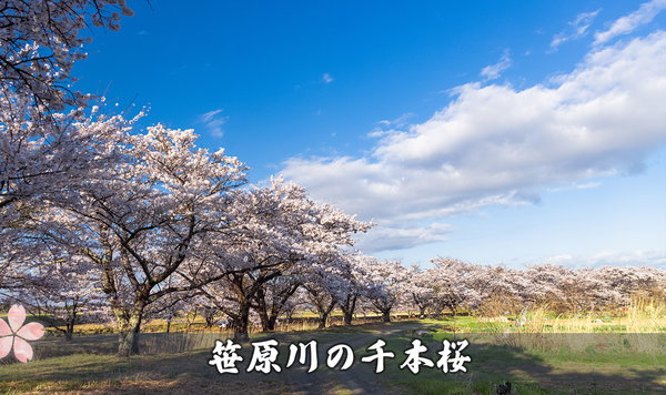 笹原川千本桜