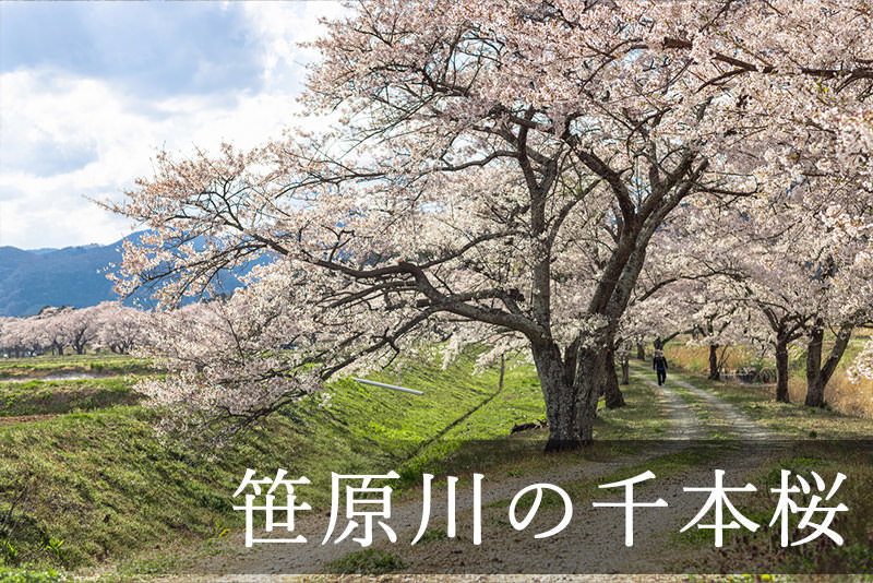 笹原川の千本桜