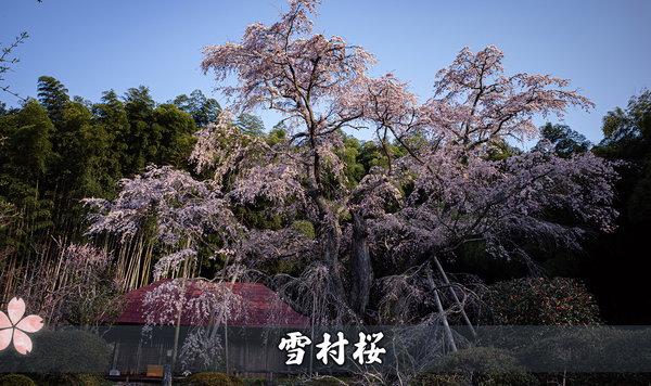 雪村桜