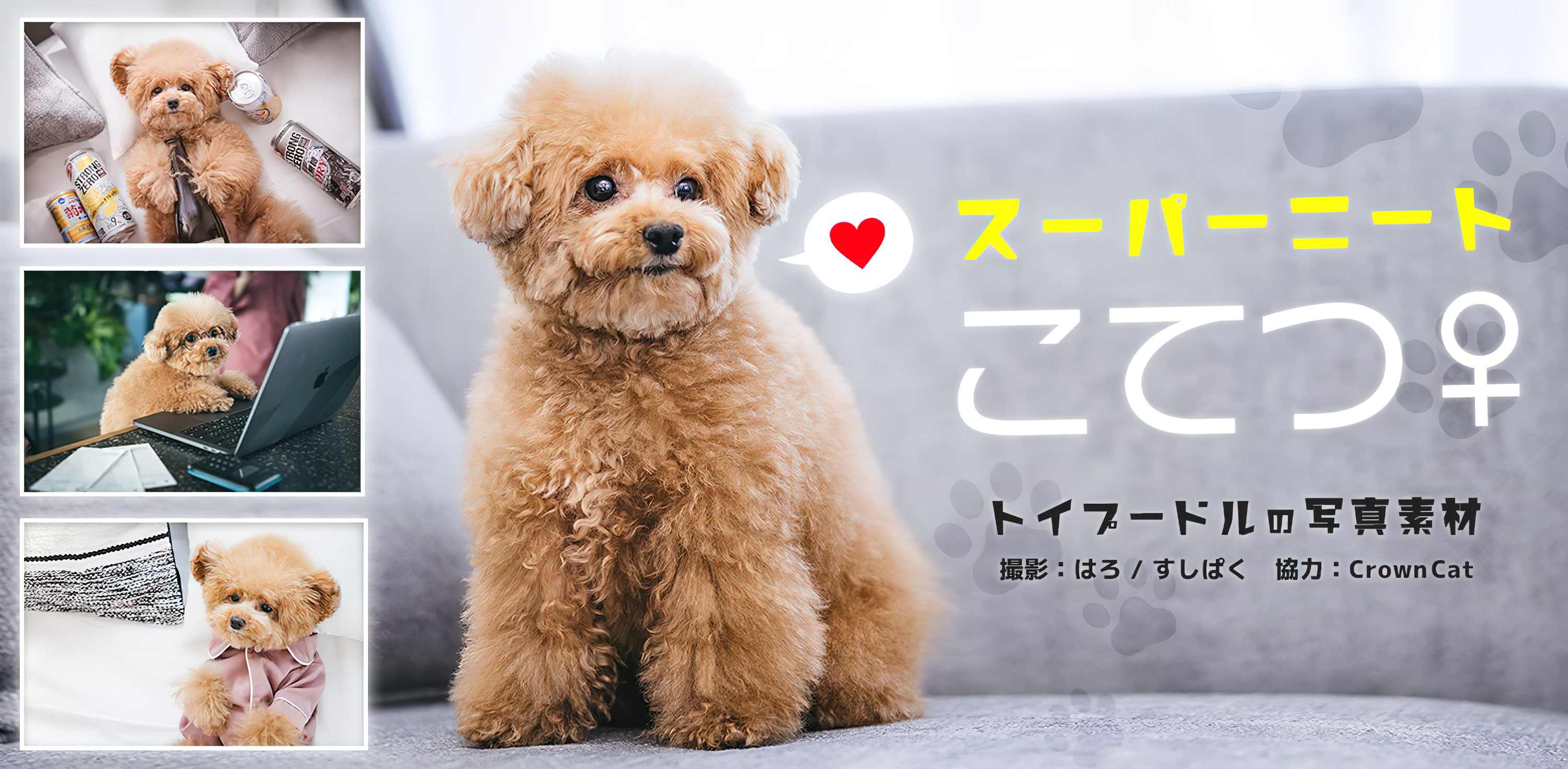 激カワ！トイプードル「スーパーニートこてつ♀」の写真素材