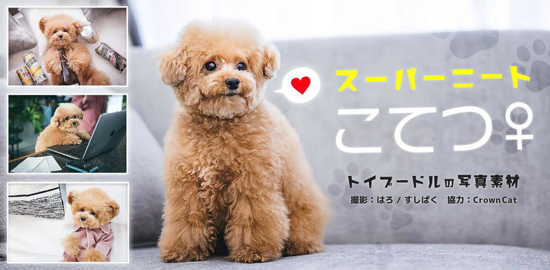 激カワ！トイプードル「スーパーニートこてつ♀」の写真素材