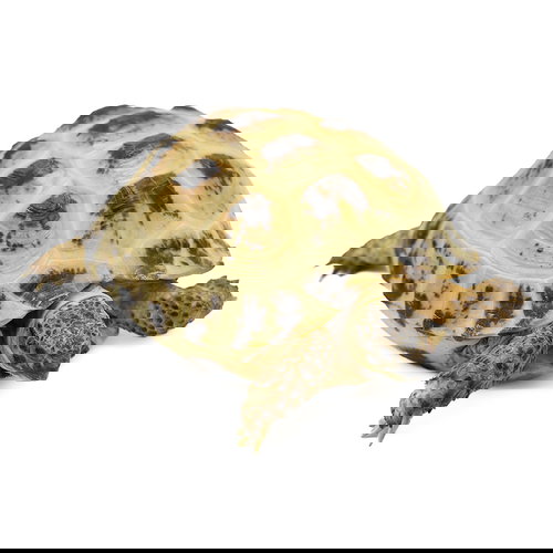 牧野末吉（マキノスエキチ）